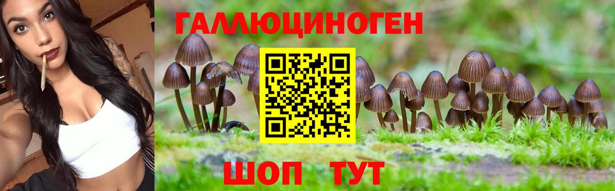 Псилоцибиновые грибы Cubensis Сургут
